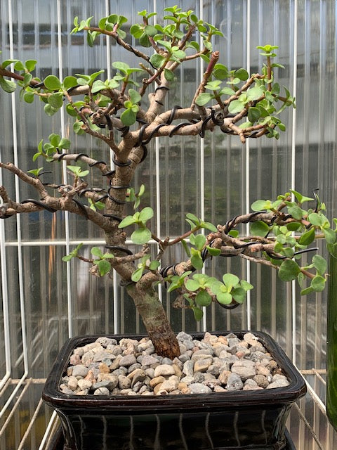 mini jade plant bonsai Large Mini Jade Styled- Portulacaria - SOLD