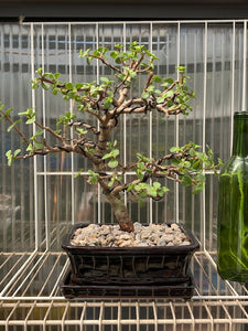 Large Mini Jade Styled- Portulacaria - SOLD - more to come