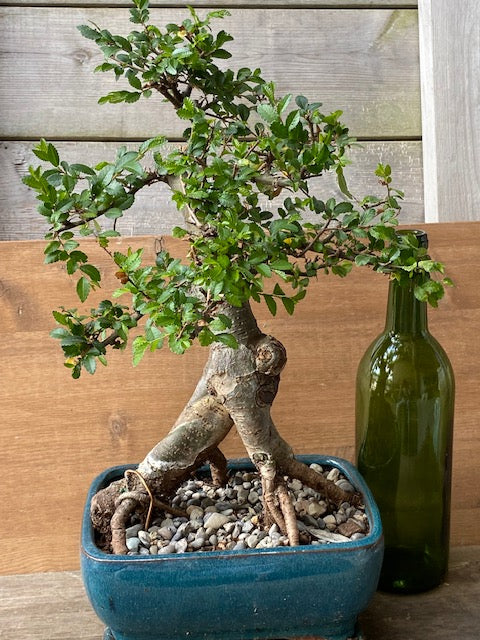 extra large bonsai tree One of a Kind Extra Large Chinese Elm SORRY THIS ONE IS GONE _ More to – Zen Garden and Bonsai