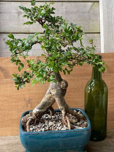 One of a Kind Extra Large Chinese Elm SORRY THIS ONE IS GONE _ More to come!