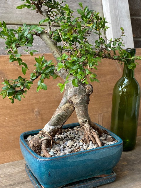 One of a Kind Extra Large Chinese Elm SORRY THIS ONE IS GONE _ More to come!