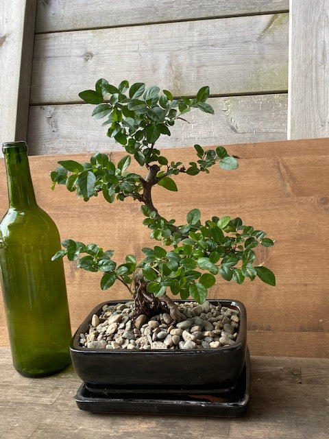 sageretia bonsai tree care Sweet Plum Sageretia Theezans Styled Bonsai Large