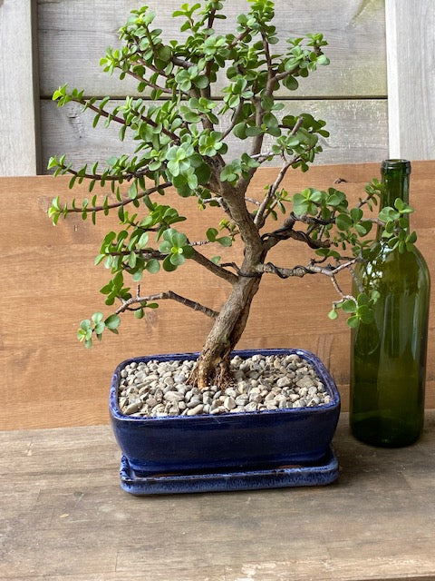 mini jade succulent One of a Kind - Mini Jade Large SOLD