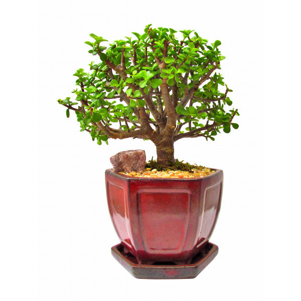 jade plant cascade bonsai Bonsai Mini Jade Cascade Large