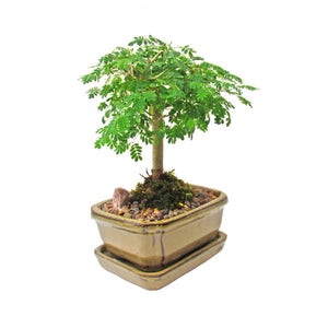 Brazilian Rainforest Bonsai Small