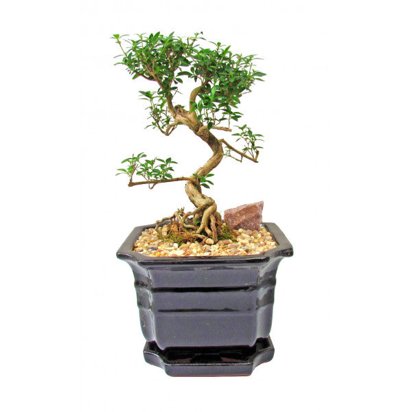 Snow Rose Serissa Styled Cascade Bonsai Large- Variegated- OUT OF STOCK