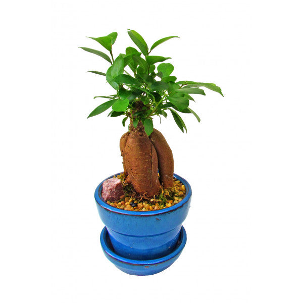 Ginseng Ficus Bonsai Small
