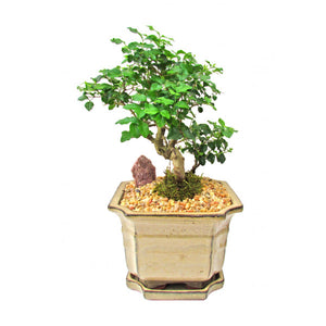 Privet Ligustrum Lucidum Cascade Styled Bonsai Out of Stock