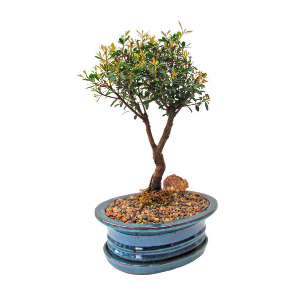 Box-Leaf Buxifolia Eugenia Bonsai Large