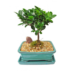 Ficus Green Island Bonsai Medium