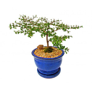 Black Olive Bucida Spinosa Cascade Bonsai Large- Out of stock