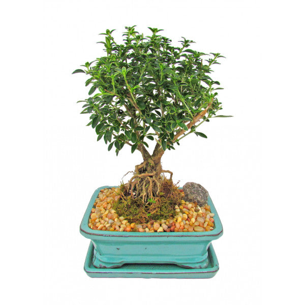 snow rose bonsai seeds Snow Rose Serissa Bonsai Medium