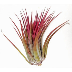 Air Plant Ionantha