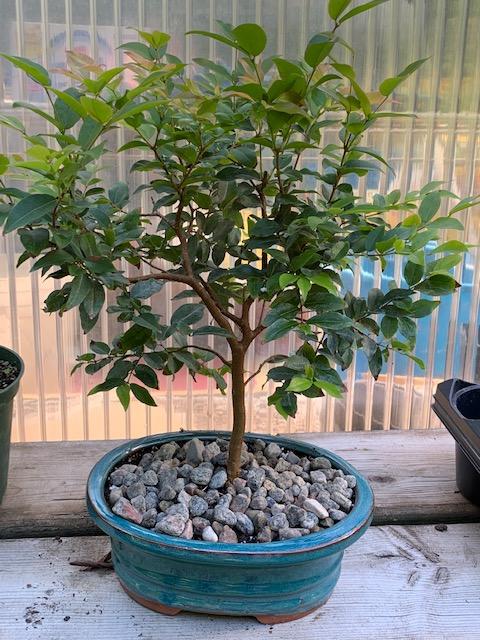 jaboticaba bonsai tree Jaboticaba- Eugenia cauliflora