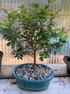 Jaboticaba- Eugenia cauliflora - - Out of stock