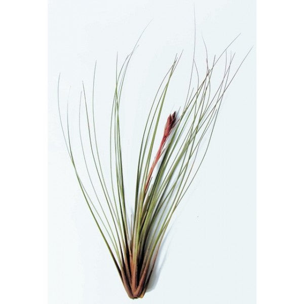 Juncea - Air Plant