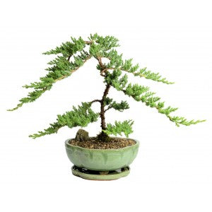 BONSAI JUNIPER SPECIMEN In a 10" Pot Extra Large- THEY'RE BACK!!!