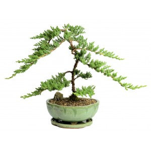 BONSAI JUNIPER SPECIMEN In a 10" Pot Extra Large- OUT OF STOCK