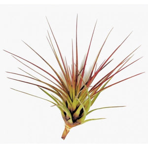 Air Plant Melanocrater Tricolor