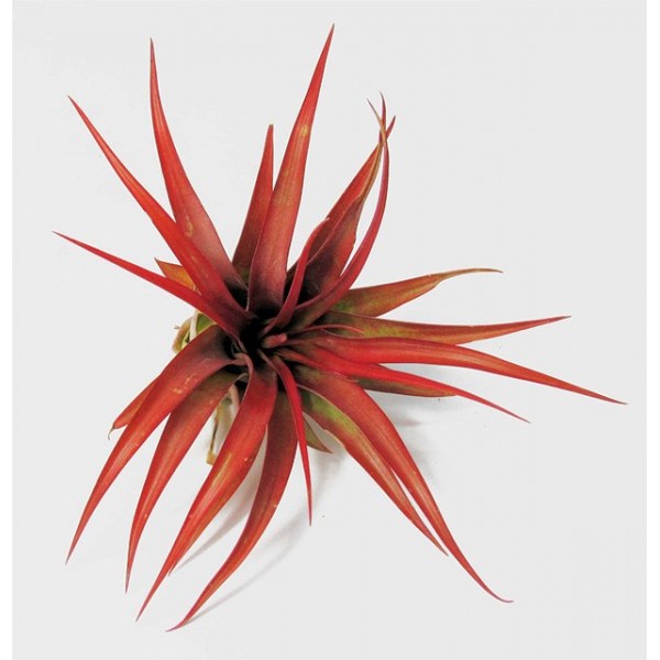 Air Plant Multiflora