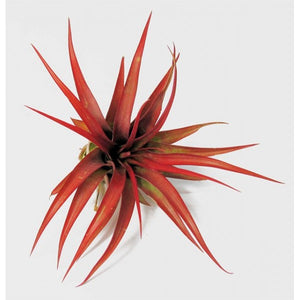 Air Plant Multiflora