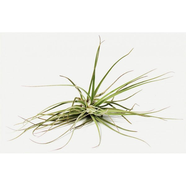 Air Plant Oaxacana