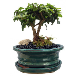 Parrot's Beak Gmelina Philippensis Bonsai small