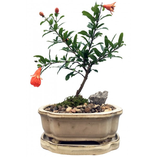 Pomegranate Bonsai Small