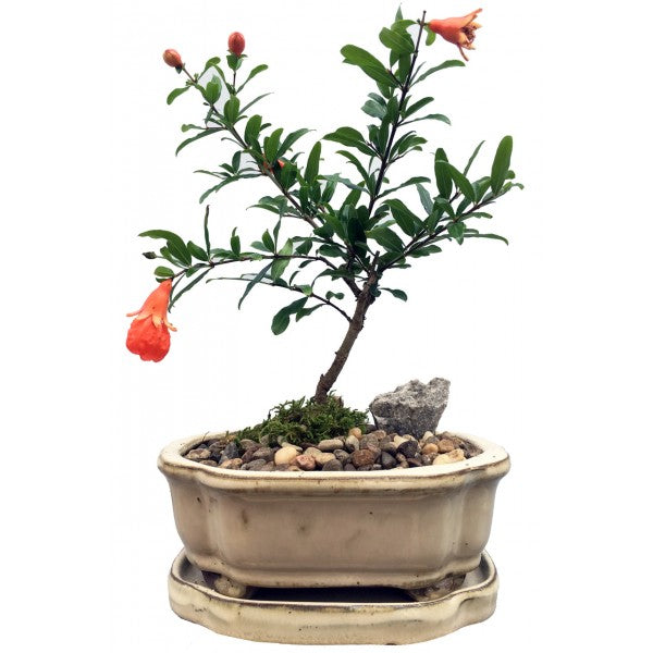 Pomegranate Bonsai Small-
