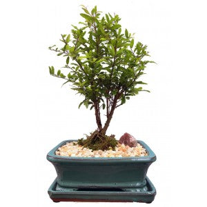 POMEGRANATE BONSAI 8" pot-Out of Stock