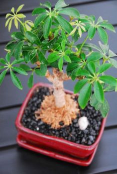 Schefflera Bonsai Large