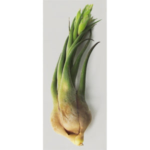 Air Plant Seleriana