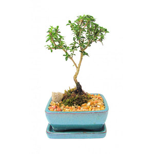 Create Your Own Bonsai- Serissa