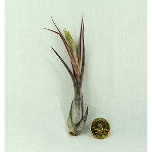 Air Plant Tillandsia Circinatta