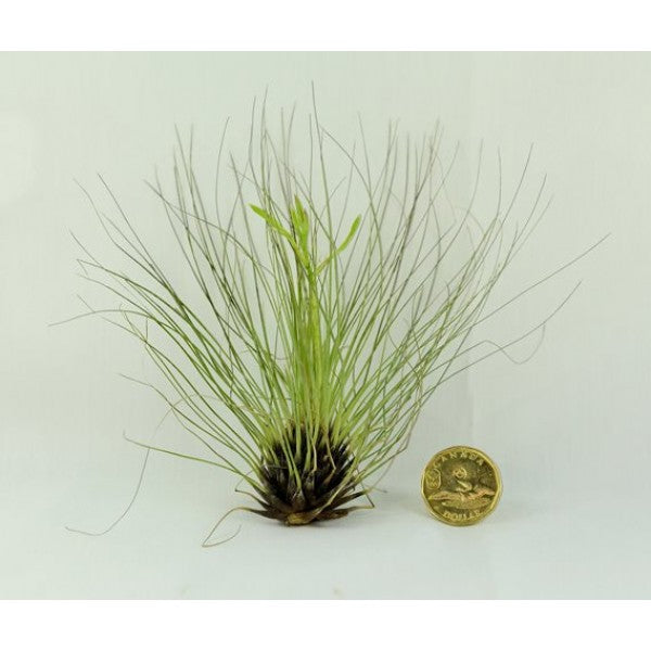 Air Plant Tillandsia Filifolia
