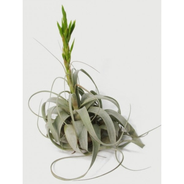 Xerographica Giant (King of Air Plants)