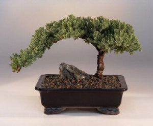 Juniper Bonsai Tree - Large<br><i>(Juniper Procumbens "nana")</i>