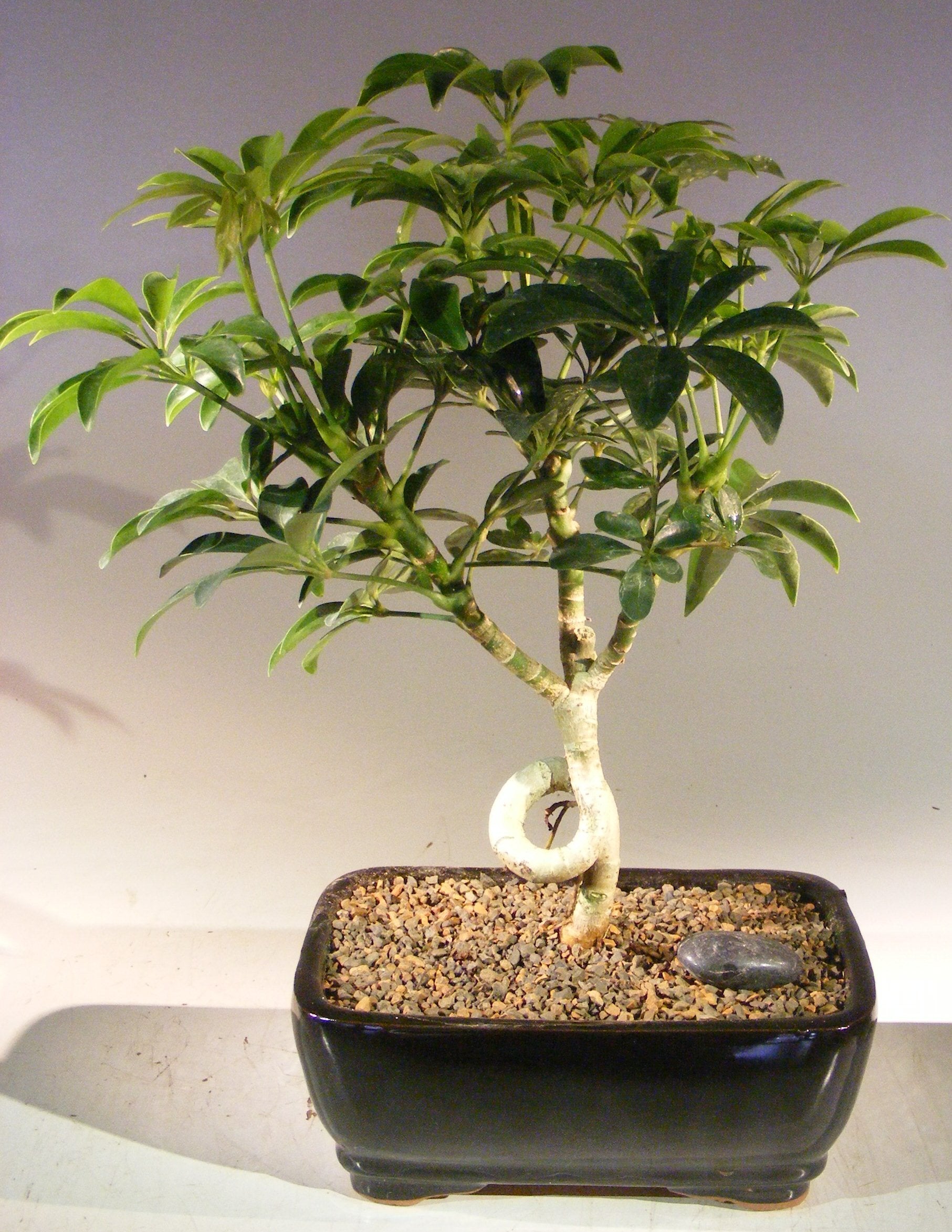 Bonsai Spotlight_ 6 of the Oldest Bonsai Trees in the World