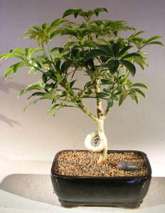 Hawaiian Umbrella Bonsai Tree - Medium <br>Coiled Trunk Style <br><i>(Arboricola Schefflera 'Luseanne')</i>NOT AVAILABLE IN CANADA
