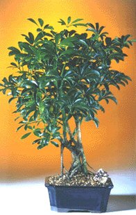 Hawaiian Umbrella Bonsai Tree - Medium<br><i>(Arboricola Schefflera 'Luseanne')</i>NOT AVAILABLE IN CANADA