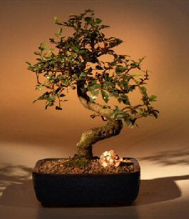Chinese Elm Bonsai Tree - Medium <br><i></i>Curved Trunk Style <br><i>(Ulmus Parvifolia)</i>NOT AVAILABLE IN CANADA