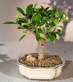 Ficus Retusa Bonsai Tree - Medium<br><i>(Ficus Retusa)</i>NOT AVAILABLE IN CANADA