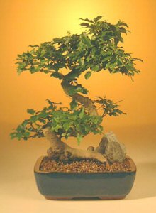 Flowering Ligustrum Bonsai Tree - Large Curved Trunk Style <br><i>(ligustrum lucidum)</i>NOT AVAILABLE IN CANADA