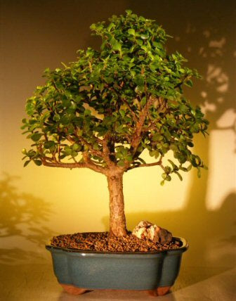 Baby Jade Bonsai Tree - Extra Large <br><i>(Portulacaria Afra)</i>NOT AVAILABLE IN CANADA