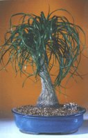 Ponytail Palm- Extra Large <br><i>(Beaucamea Recurvata)</i>NOT AVAILABLE IN CANADA
