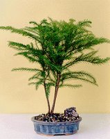 Norfolk Island Pine-Medium<br><i>(Araucaria Heterophila)</i>NOT AVAILABLE IN CANADA