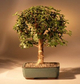 Baby Jade Bonsai Tree - Medium<br><i>(Portulacaria Afra)</i>NOT AVAILABLE IN CANADA