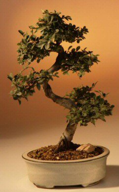 Chinese Elm Bonsai Tree - Large <br>Curved Trunk Style <br><i>(Ulmus Parvifolia)</i>NOT AVAILABLE IN CANADA