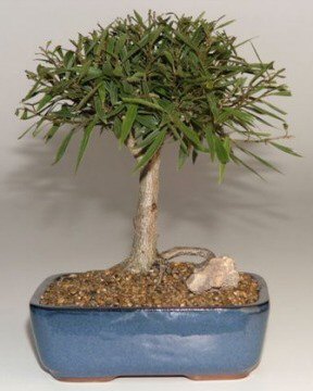 Willow Leaf Ficus Bonsai Tree<br>Complete Starter KitNOT AVAILABLE IN CANADA
