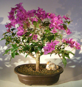 Flowering Bougainvillea Bonsai Tree <br><i>(Pink Pixie)</i>NOT AVAILABLE IN CANADA
